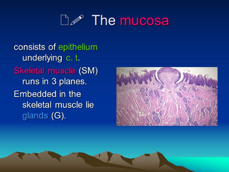   The mucosa consists of epithelium underlying c. t. Skeletal muscle (SM) runs